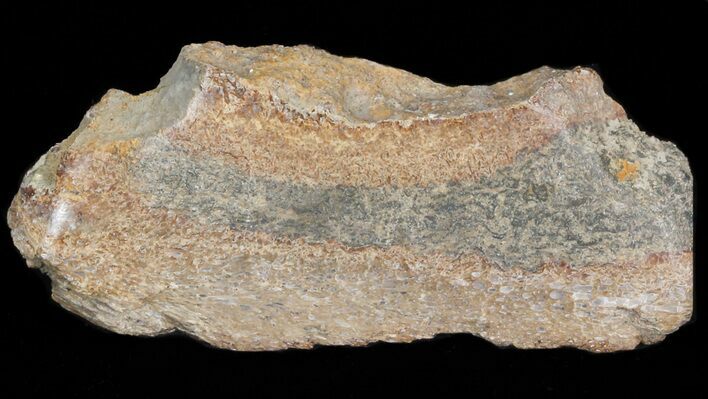 Polished Pliosaur (Liopleurodon) Bone - England #41030